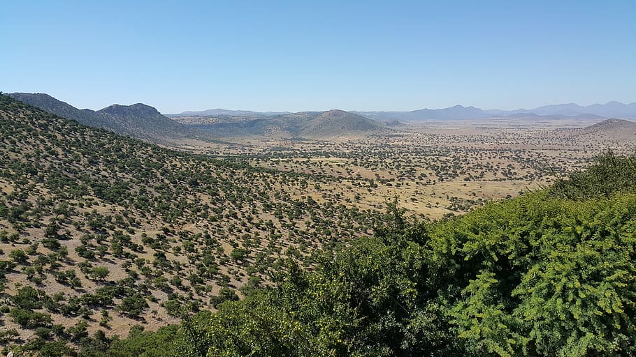 morocco, argan, trees, south, landscape, environment, plant HD wallpaper