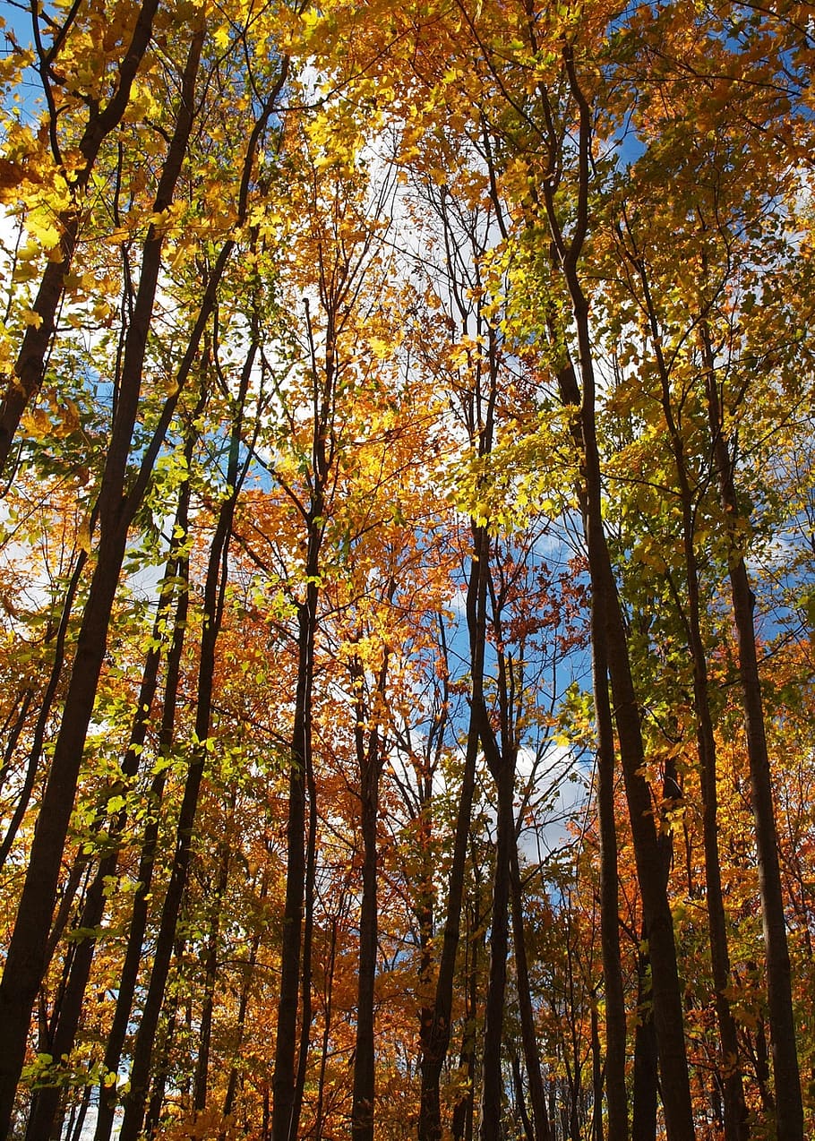 woods, trees, leaves, sun, sunny, blue sky, yellow, orange HD wallpaper