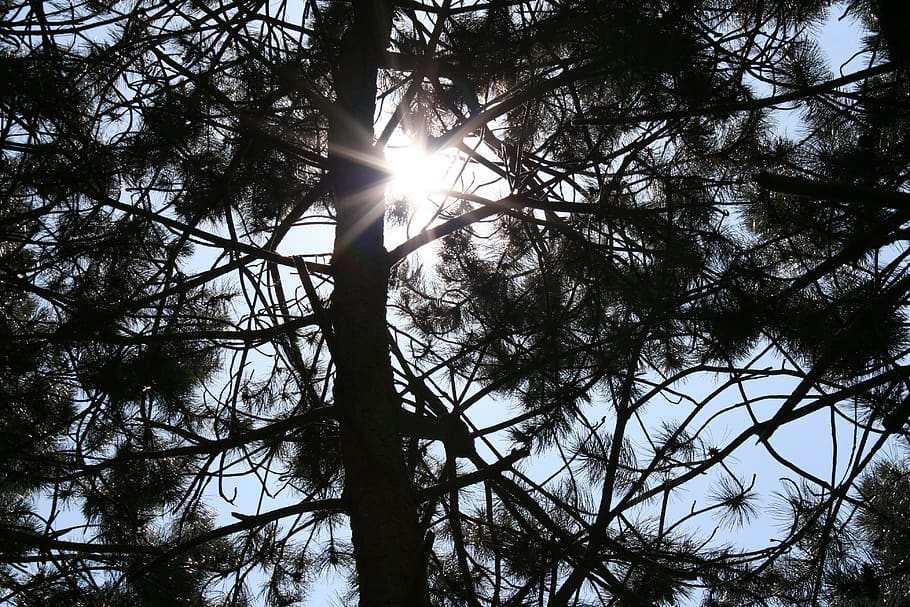 light, sun, tree, nature, summer, sky, plant, tranquility, sunlight HD wallpaper
