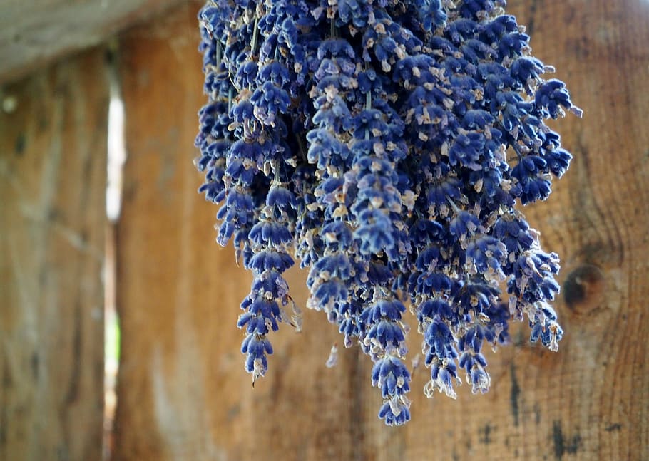 lavender, herb, dry, dried, herbs, nature, lavender flowers HD wallpaper