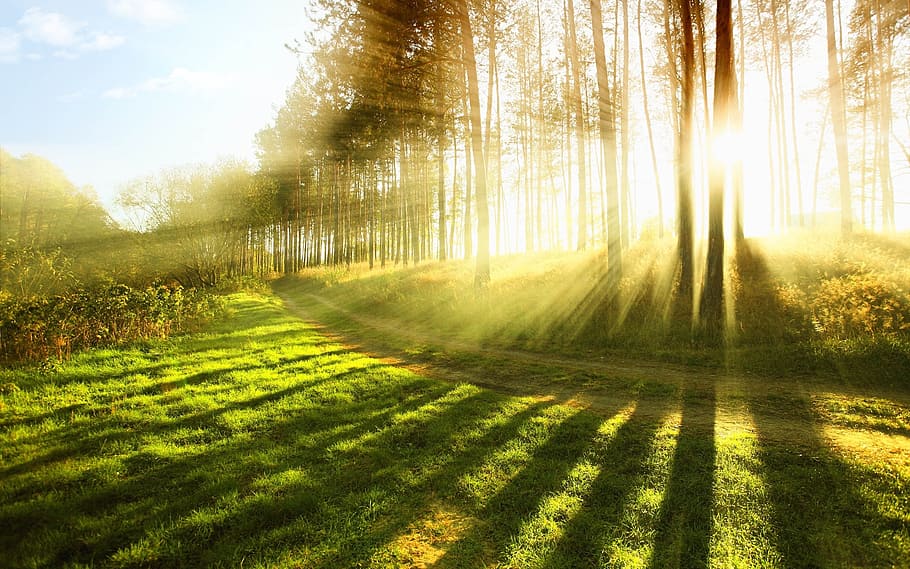silhouette of trees during sunrise, nature, sunset, forest HD wallpaper