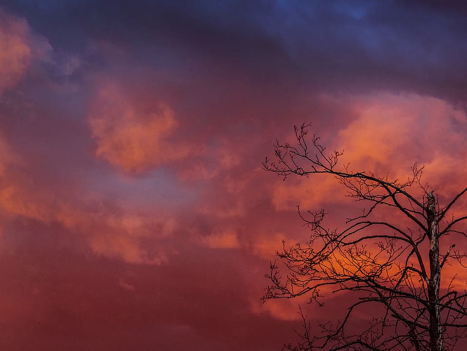 silhouette of leafless tree and orange cloudy sky at daytime HD wallpaper