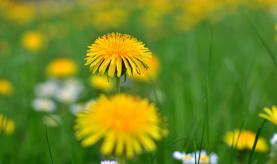 dandelion, sprinkle, pollen, nature, grass, meadow, yellow HD wallpaper
