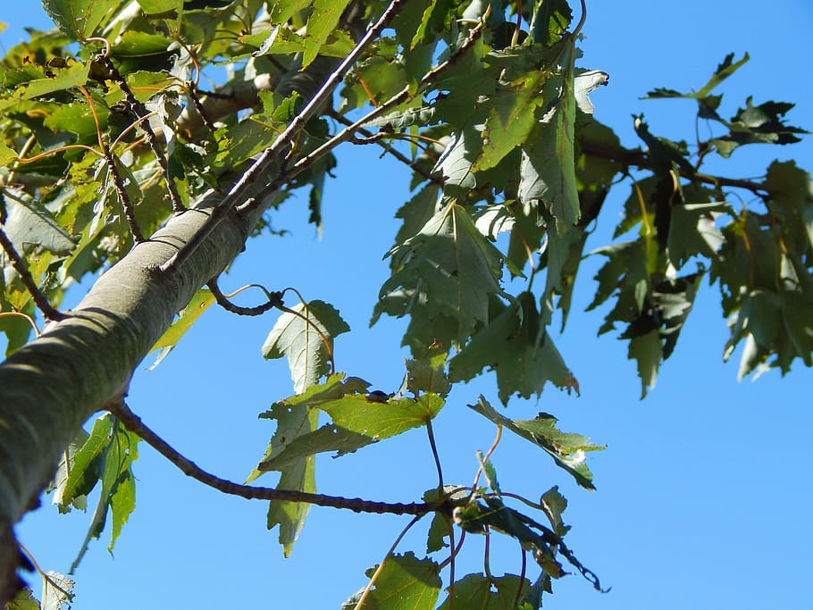 tree, nature, green, sky, blue, day, scene, wood, branch, sunny HD wallpaper