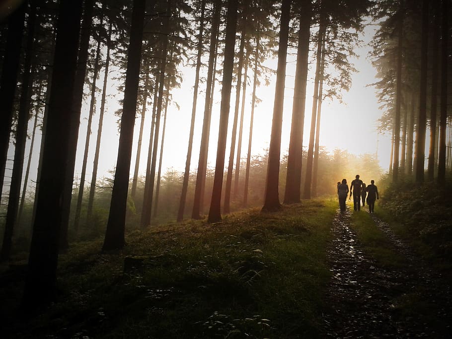 people walking near trees during sunset, family, forest, light HD wallpaper