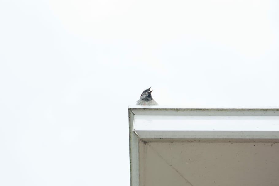 Sparrow, Cute, Bird, Nature, Animal, feather, wing, beautiful HD wallpaper