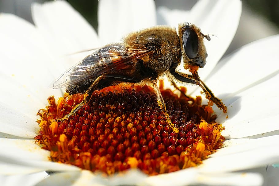 nature, insect, close, flower, wing, bee, nectar, pollen, petal HD wallpaper