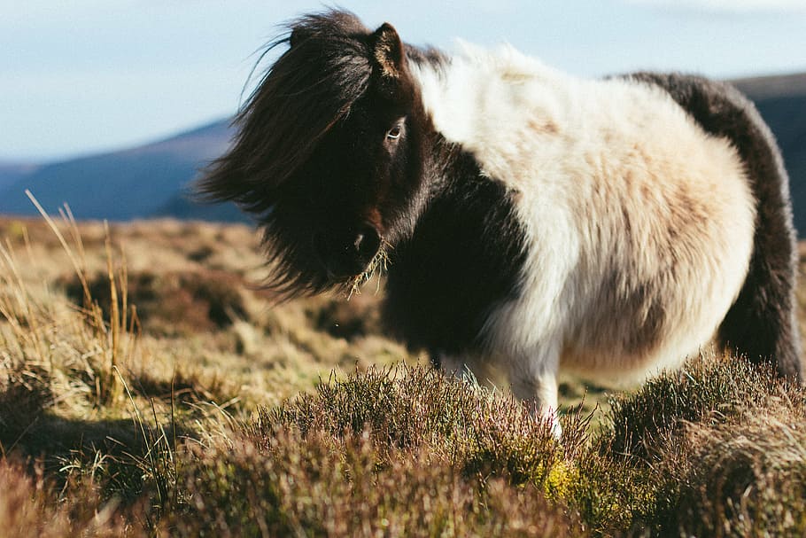 black and gray pony on top of grass field, shetland island pony, HD wallpaper