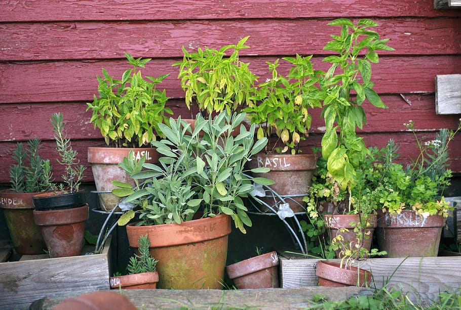 green leafed plants near red wall, Herb Garden, Pots, Gardening, HD wallpaper