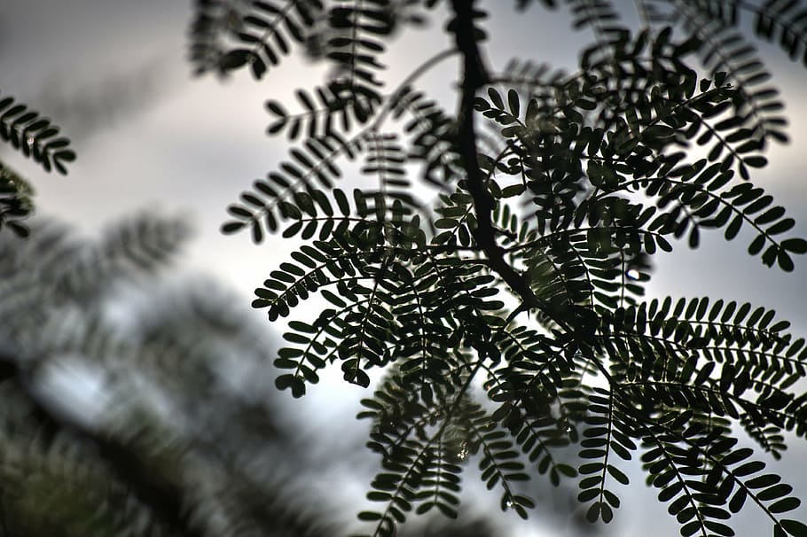 thorn tree, new growth, summer, nature, backgrounds, plant HD wallpaper
