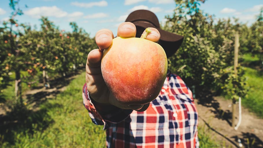 person holding orange apple fruit taken during daytime, person holding apple HD wallpaper