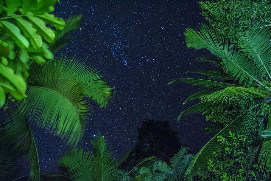 HD wallpaper: green leafed plants under starry sky, photo of green coconut  leaves | Wallpaper Flare