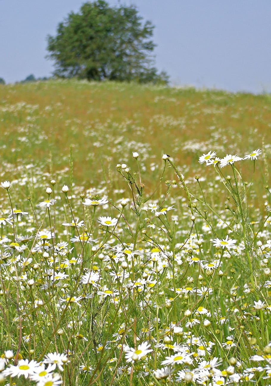 meadow, camomile, spring, sunny day, grass, vegetation, summer HD wallpaper
