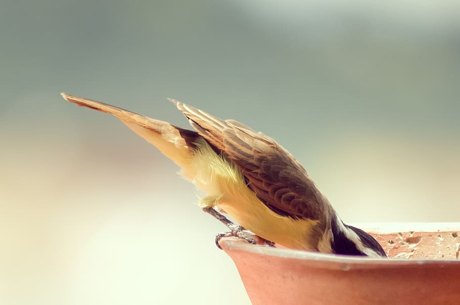 closeup photography of brown bird perched on brown birdbath HD wallpaper