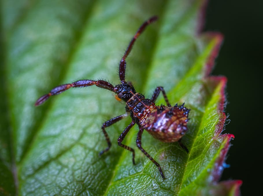 insect, bespozvonochnoe, nature, a spider-like insect, nymph, HD wallpaper