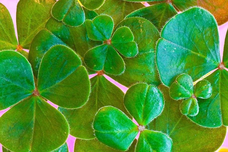 green clover leaves, Shamrocks, St Patrick'S Day, st paddy's day, HD wallpaper