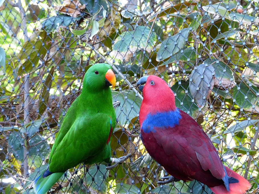 two green and red makaws, noble parrots, couple, love, pair, caress