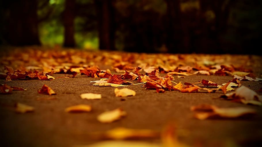 nature, dry leaf, fall colors, path, fallen leaves, autumn HD wallpaper