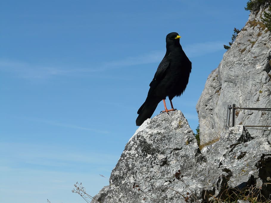 jackdaw, bird, black, crow, mountain, corvus monedula, raven, HD wallpaper