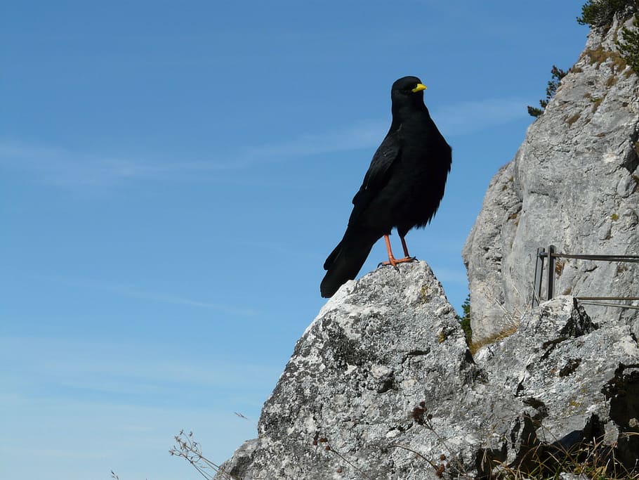 jackdaw, bird, black, crow, mountain, corvus monedula, raven HD wallpaper