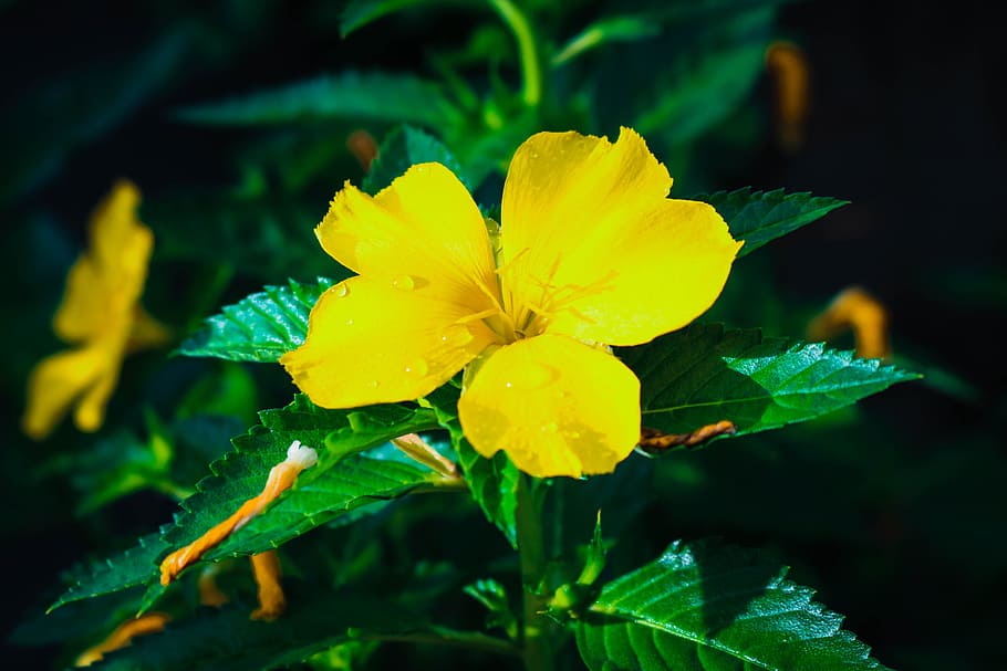 flowers, pollution, comfortable, yellow, flowering plant, beauty in nature HD wallpaper