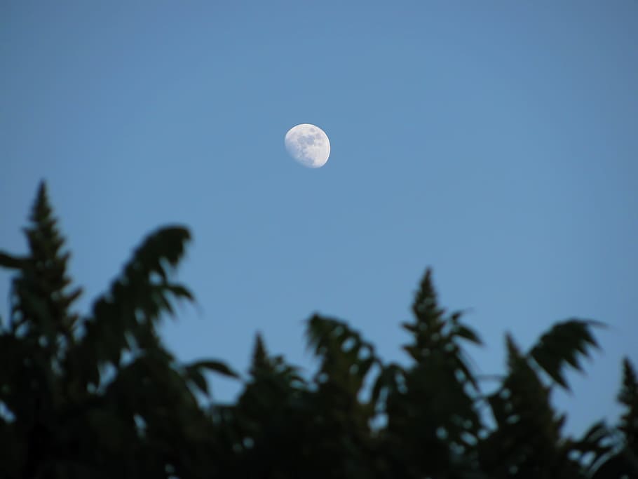 Moon, Skyscape, Tree, Plant, vegetation, branches, blue, full moon HD wallpaper