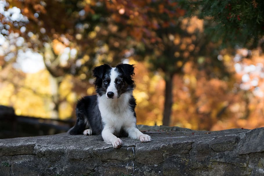 australian shepherd mini, dog, wall, lying, one animal, animal themes HD wallpaper