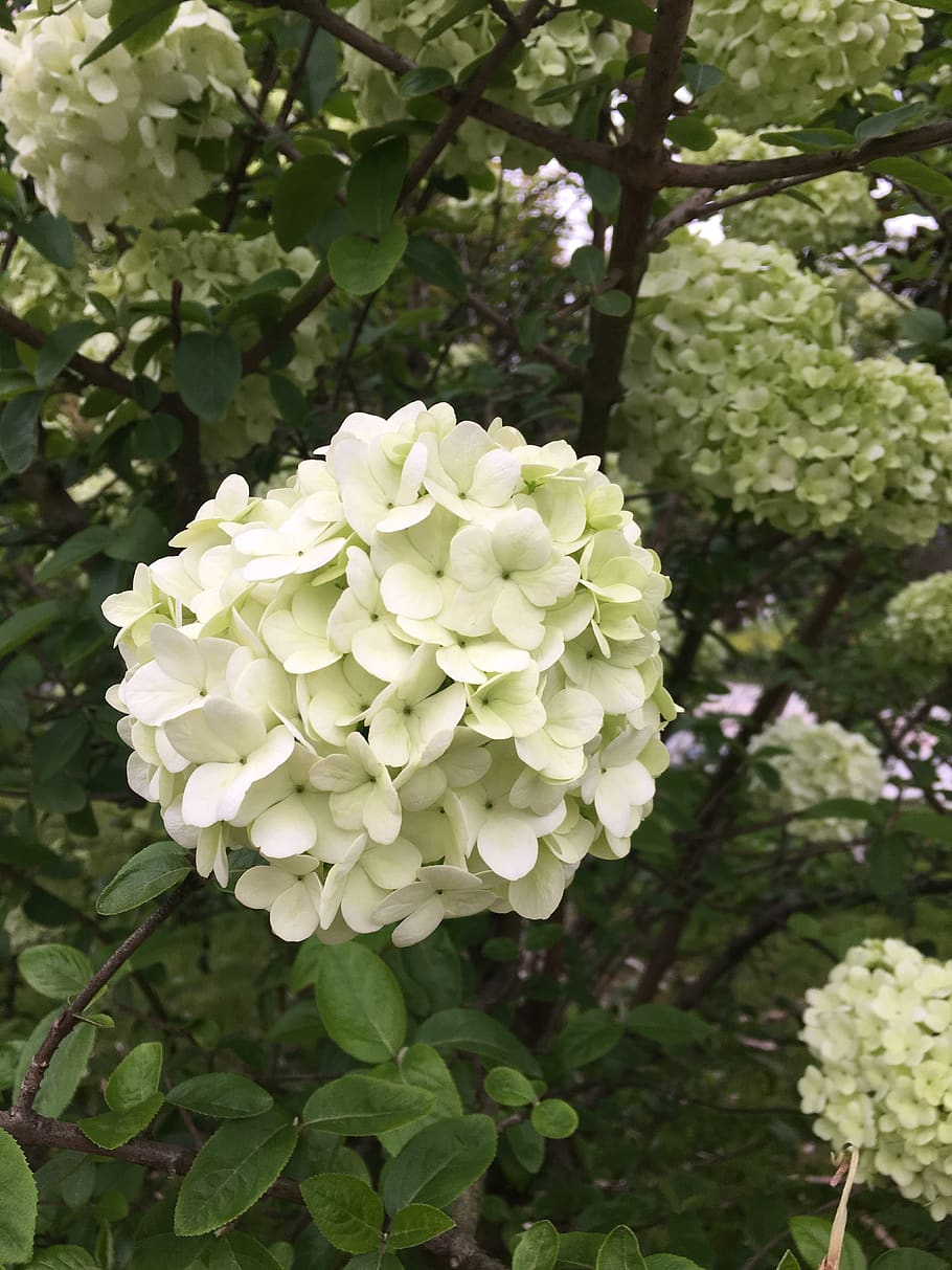 flower, outdoor, plant, flowering plant, growth, beauty in nature HD wallpaper