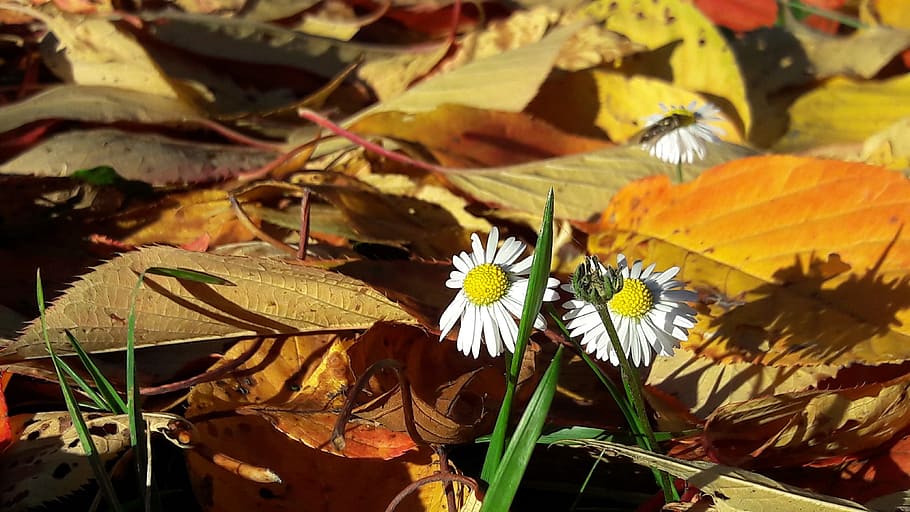 fall, flower, colors, nature, yellow, leaves, autumn leaves HD wallpaper