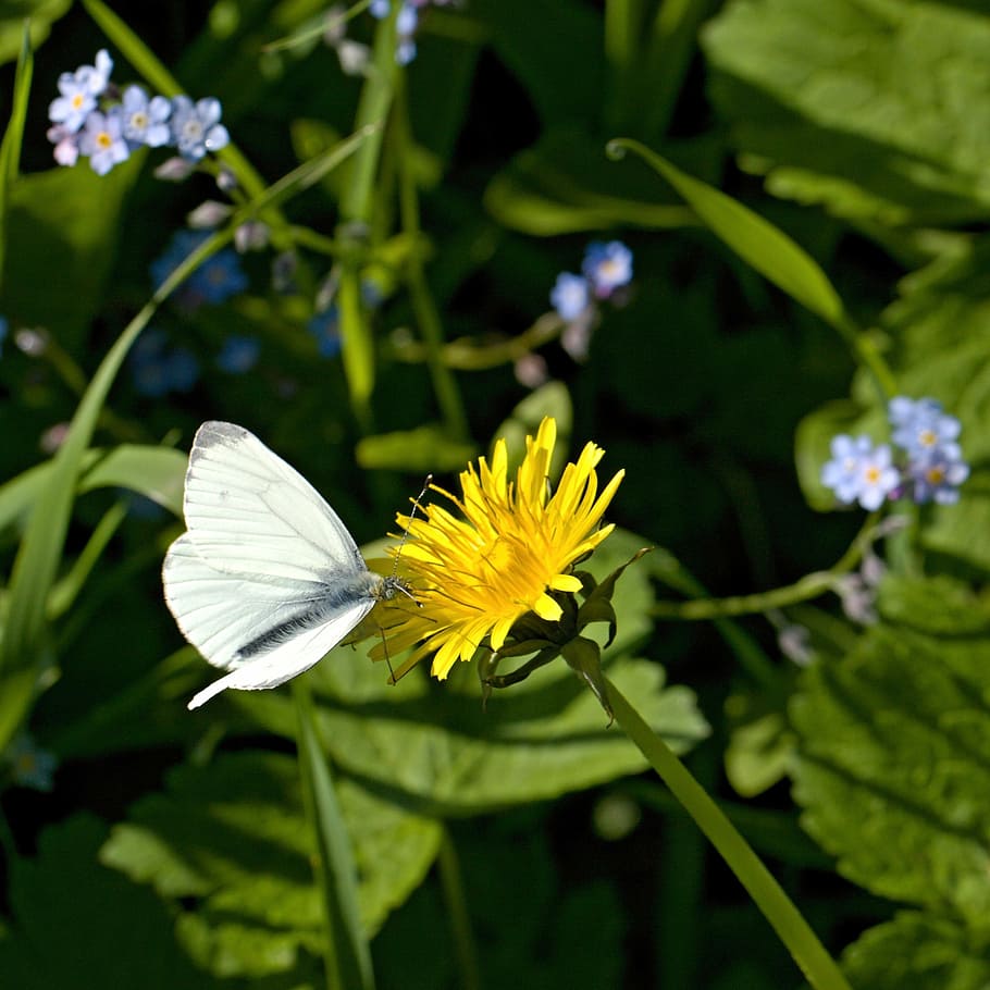 butterfly, flying, insect, wings, bug, floral, plant, natural HD wallpaper