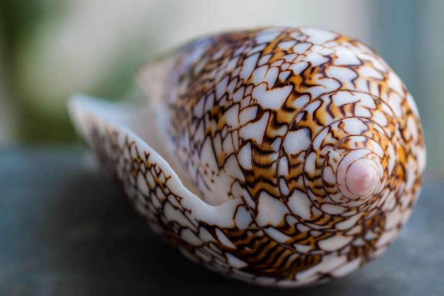 close-up photography white and brown seashell, seychelles, summer HD wallpaper