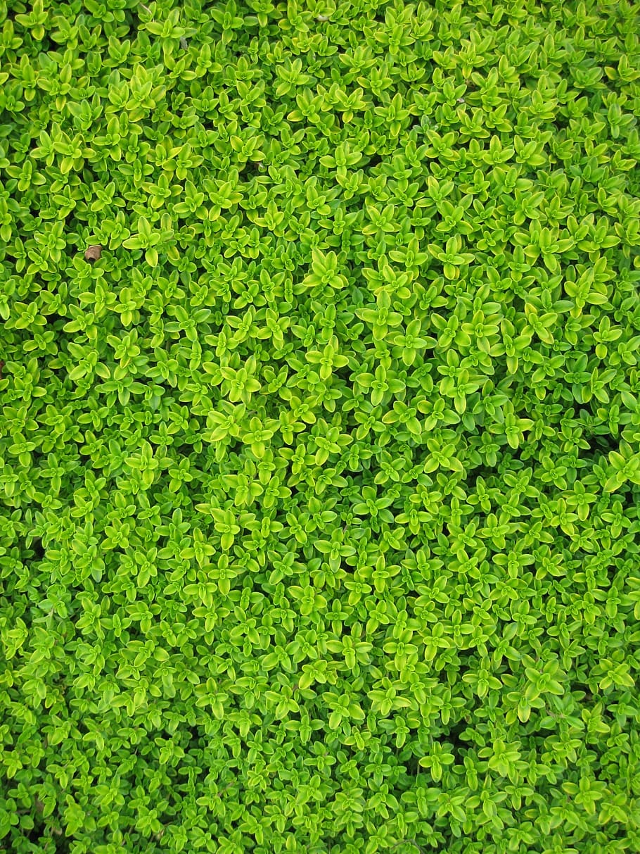 green leaf plants, ivy, leaves, wall, foliage, vine, garden, floral, HD wallpaper