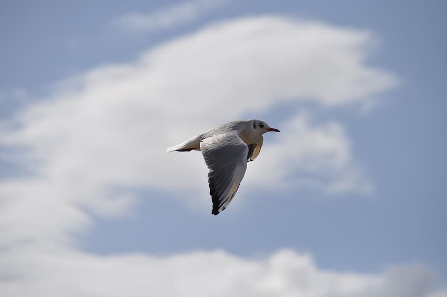 seagull, sky, clouds, animal themes, animal wildlife, animals in the wild HD wallpaper