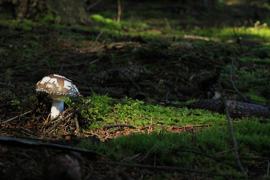Brown mushroom in a forest, gray mushroom on grass, forest floor HD wallpaper