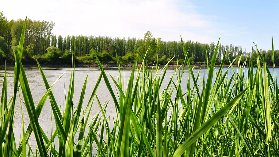 river, nature, summer, outdoors, lake, grass, water, blue, plant HD wallpaper