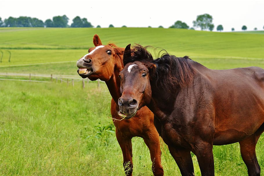 photo of two brown horses on green grass field, for two, funny HD wallpaper