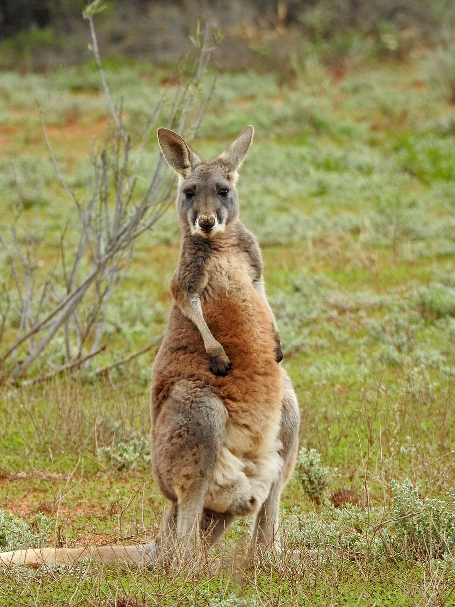 brown kangaroo standing on green grass field, looking, wildlife HD wallpaper