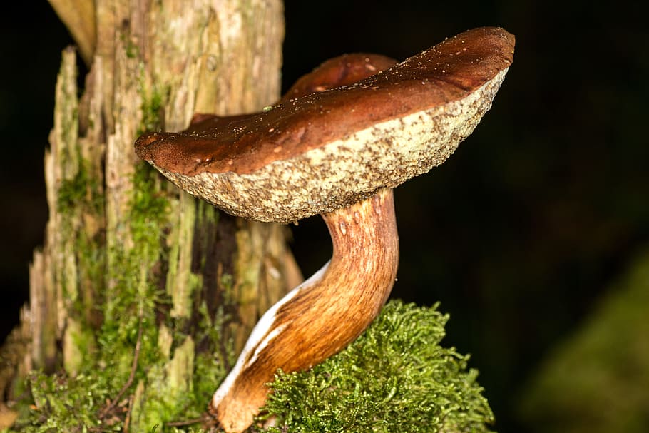 mushroom, forest, chestnut, macro, animal themes, one animal HD wallpaper