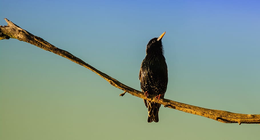 Bird, Branch, Tree, Nature, on branch, animal, wildlife, outdoors HD wallpaper