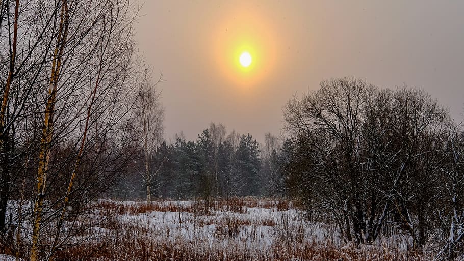 tree, dawn, winter, nature, season, coldly, snow, weather, frozen HD wallpaper