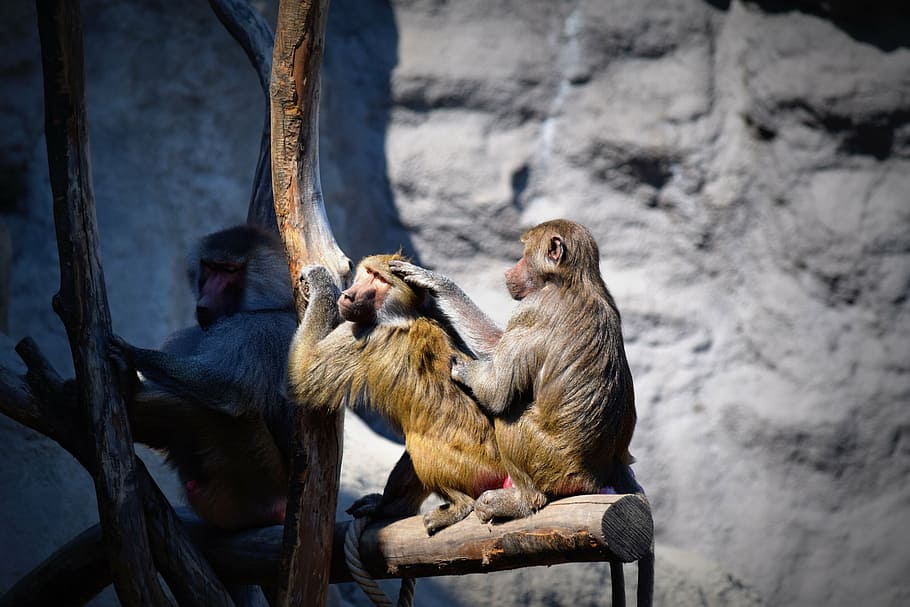 monkey, apes, zoo, primate, animal, mammal, wildlife, nature HD wallpaper