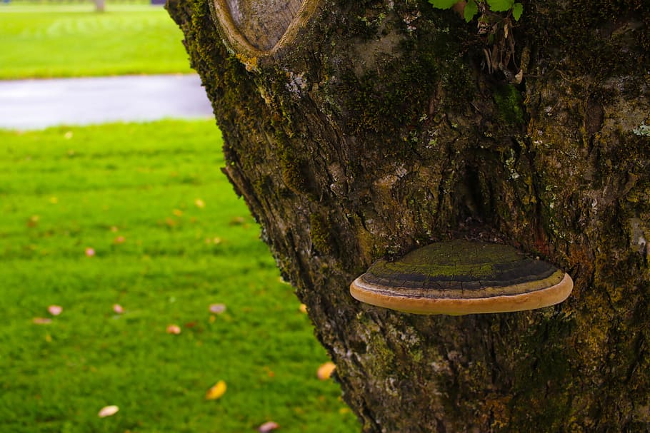 mushroom, tree, nature, plant, tree trunk, grass, day, green color HD wallpaper