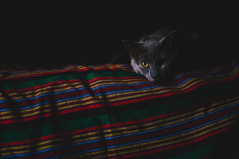 cat lying on cloth, gray cat with yellow eye, Cat Nap, pet, kitten HD wallpaper