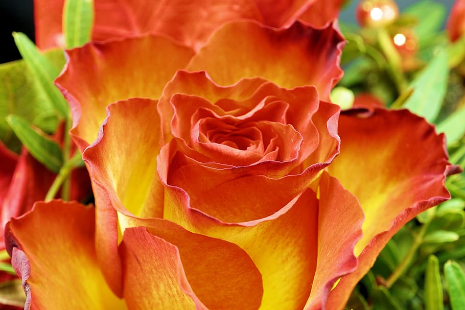 orange and yellow rose blooming at daytime, red, love, romantic HD wallpaper