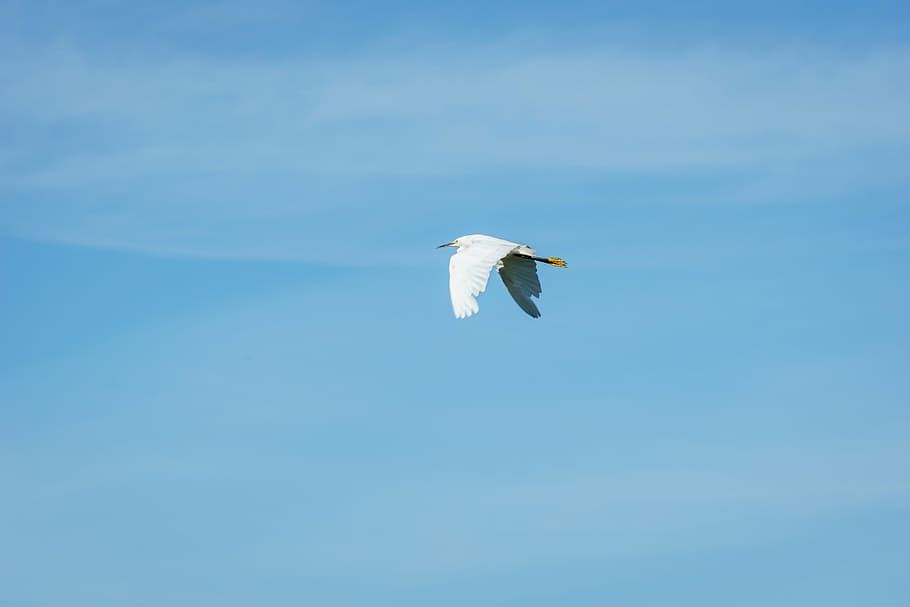 white bird flying under blue sky, stork, crane, wings, animals HD wallpaper