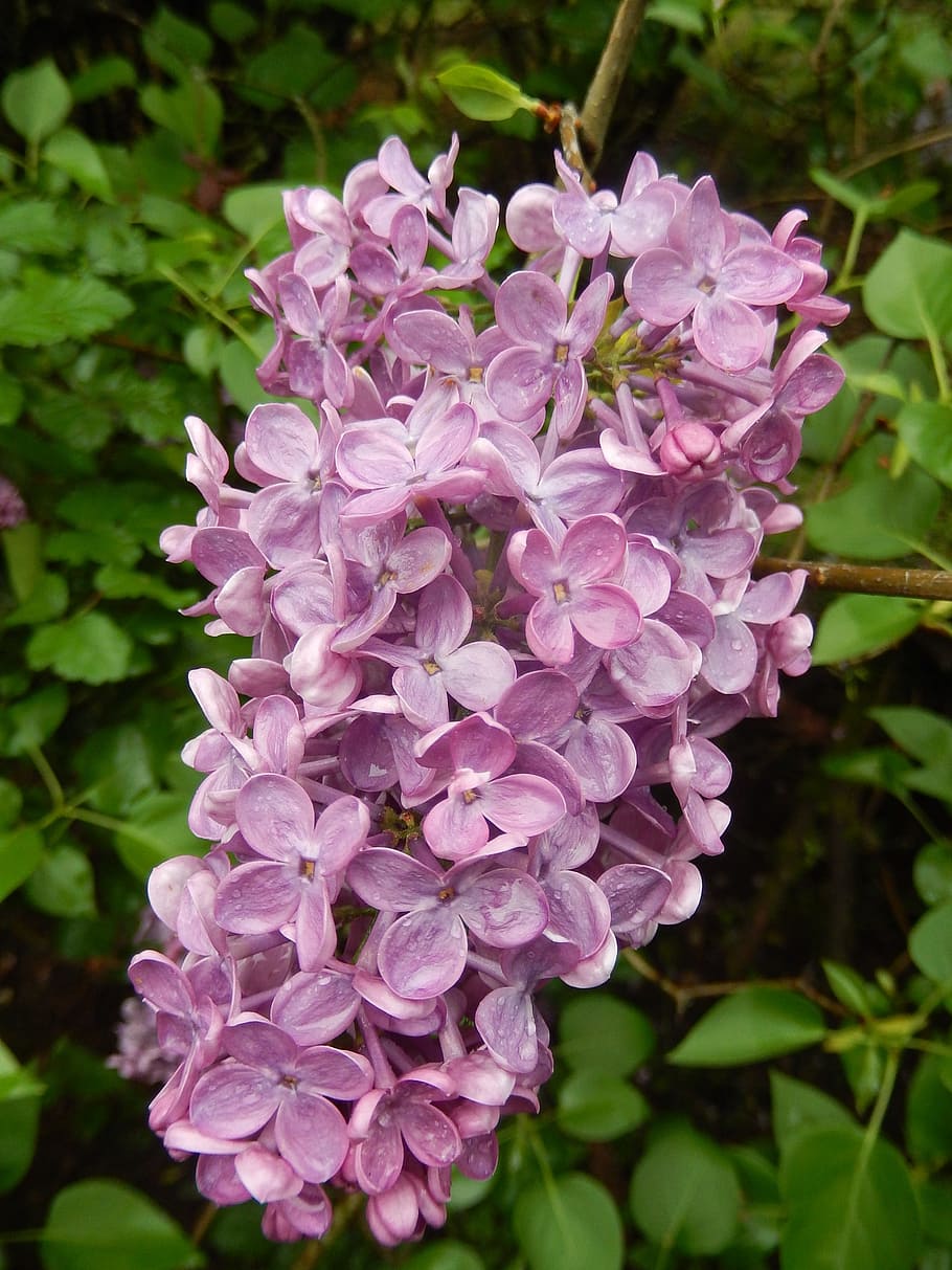 lilac, spring, nature, flowering plant, freshness, vulnerability HD wallpaper