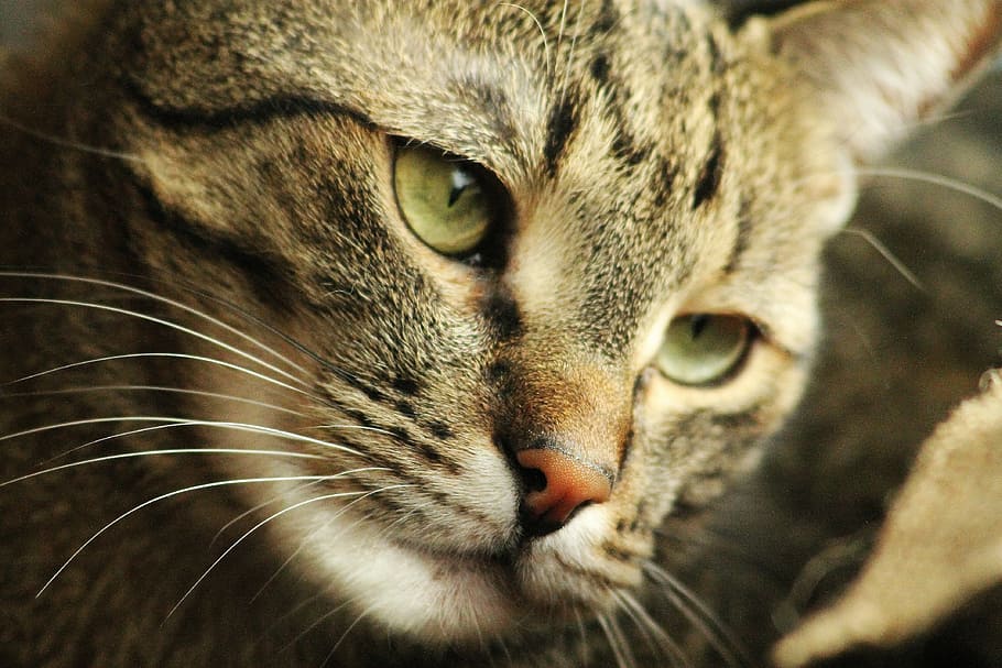 cat, peaceful, relax, eye, mustache, nose, pets, my favorite HD wallpaper
