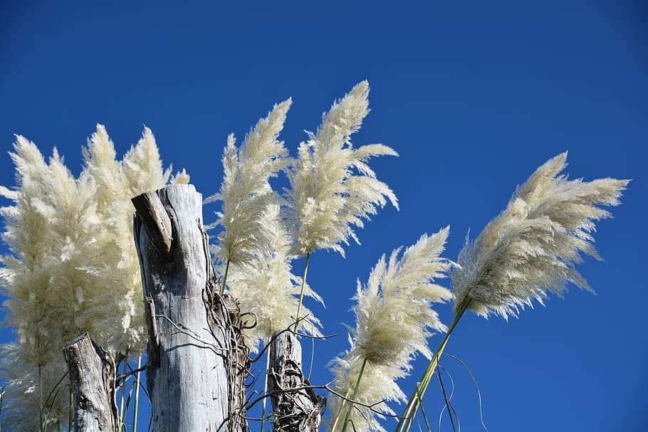 sky, white, blue, reed, plant, clear sky, nature, low angle view HD wallpaper