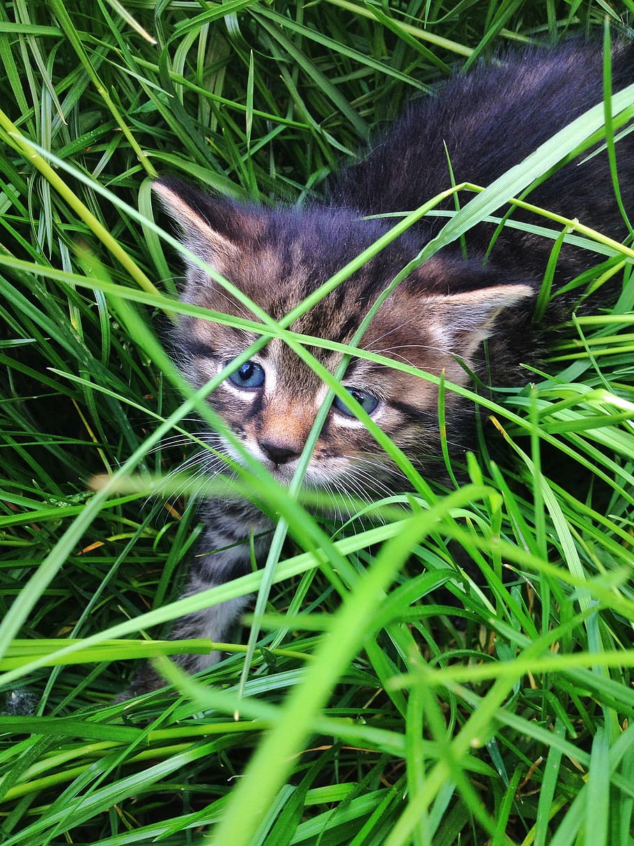 Kitten, Gras, Natur, one animal, grass, pets, domestic animals HD wallpaper