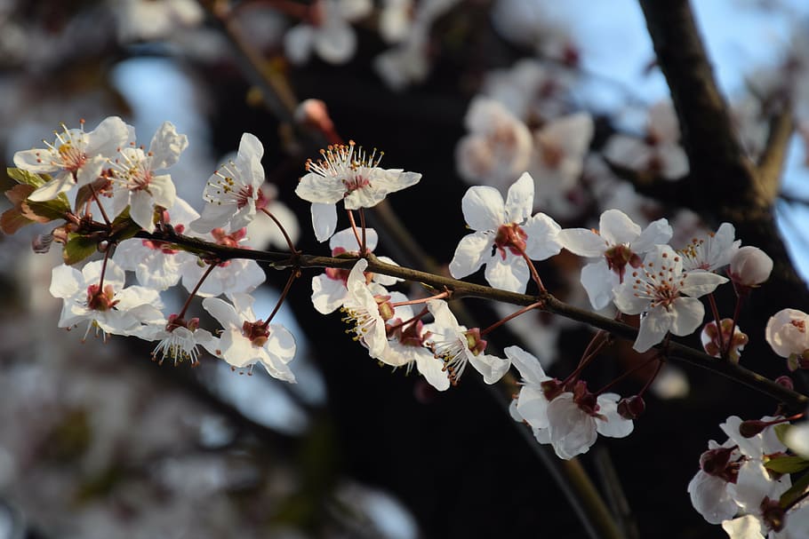 sakura, tokyo, cherry, nature, blossom, tree, flower, flowering plant HD wallpaper